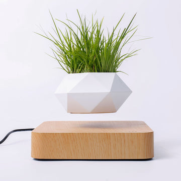 Levitating Plant